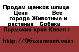 Продам щенков шпица › Цена ­ 20 000 - Все города Животные и растения » Собаки   . Пермский край,Кизел г.